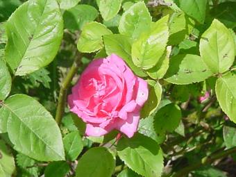Rose ancienne