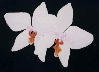 orchidees2.jpg