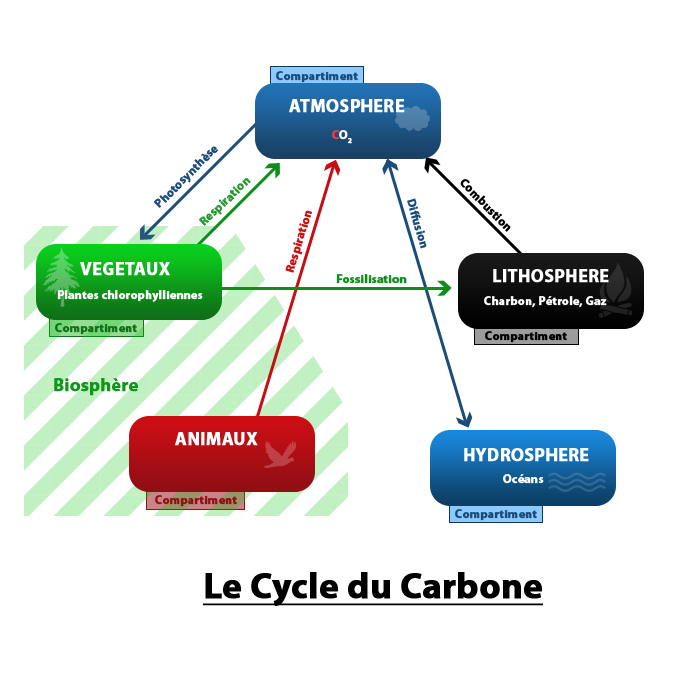 Cycle Du Carbone Le Concours Du CRPE Forums Enseignants Du Primaire