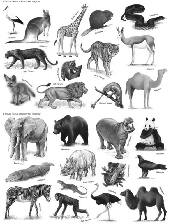 Северная евразия животный мир. Животные Евразии. Животные Азии с названиями. Животные Евразии для детей. Животные живущие в Европе.