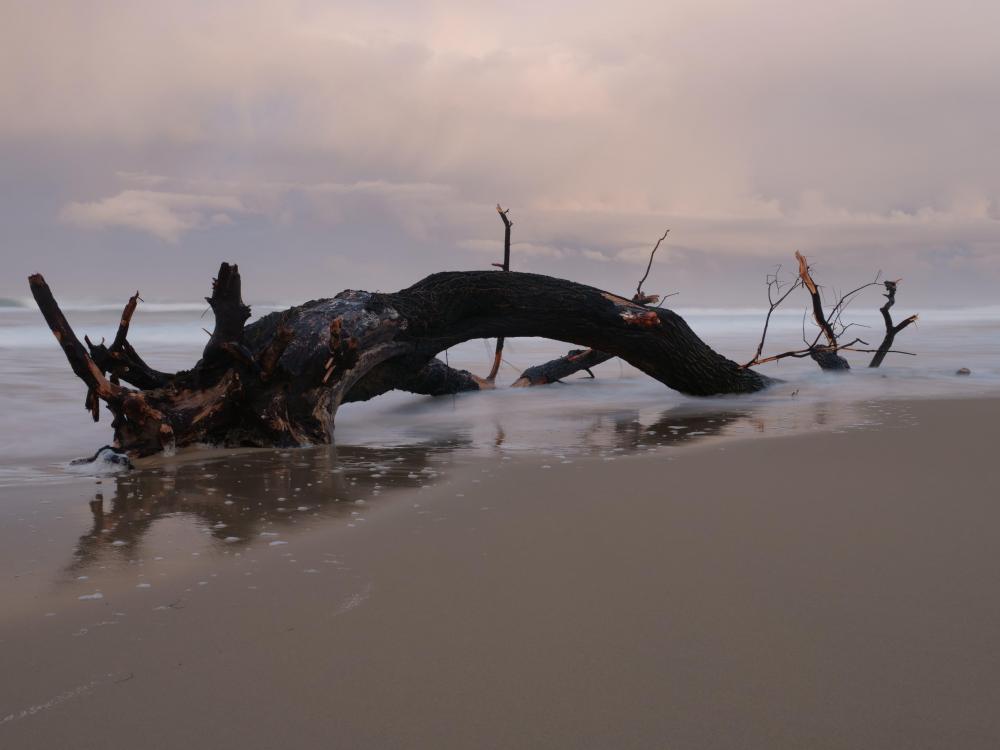 arbre-sur-la-plage.JPG