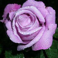 Rose Mauve