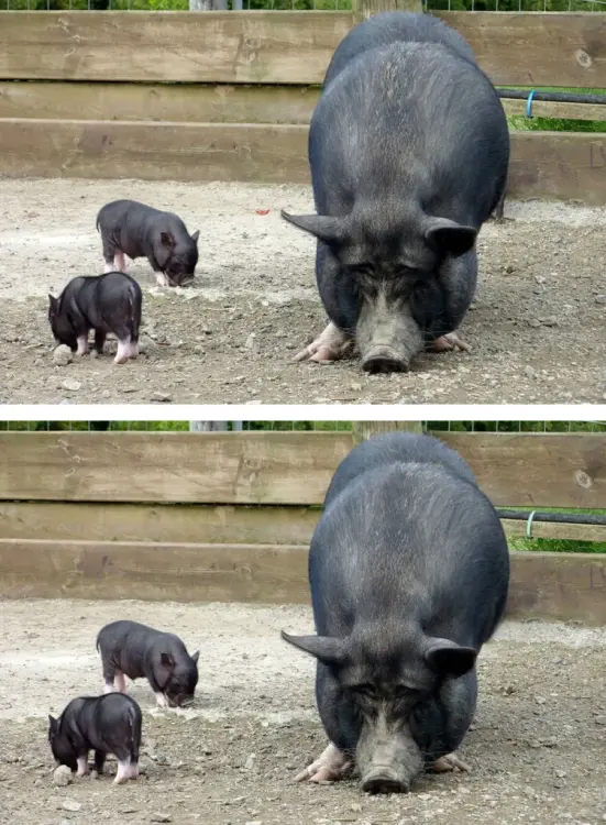 7erreurdjeu2-cochons.thumb.webp.22a65bc17f2d73f32b305ed141f442a7.webp