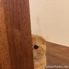 image.gif.394aa3be7775569fd68f214e16620314.gif