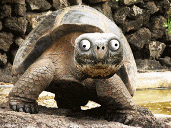 image.gif.46e400a830207b922869e4418039b95e.gif