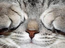 images.jpg.db7bcf68bd5db877e2499239397b252c.jpg