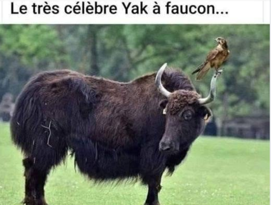Capture d'écran 2026-09-15 172338.png