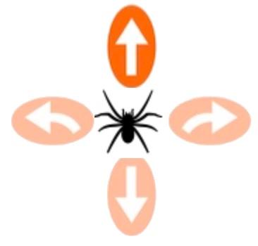 araignée.jpg