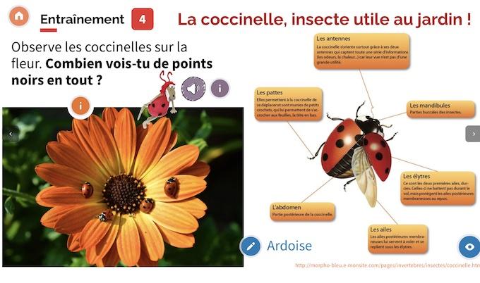 coccinelles.jpg
