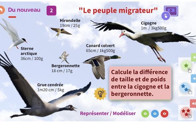 oiseaux.jpg
